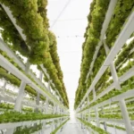 Vertical Farming: Pertanian Masa Depan di Tengah Kota