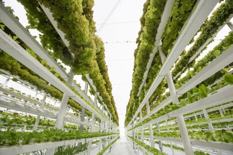Vertical Farming: Pertanian Masa Depan di Tengah Kota